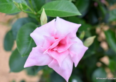 Close-up van de Sundaville Double Blush Pink